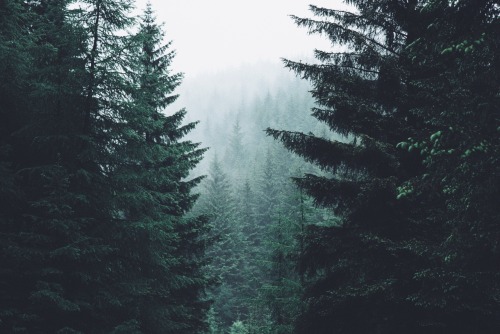dpcphotography:Deep in the forest //