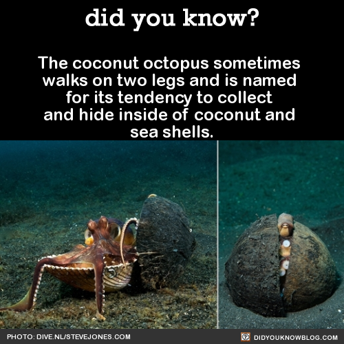 did-you-kno-the-coconut-octopus-sometimes-walks