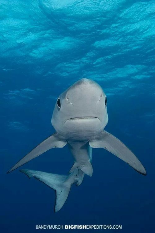 cutie-sharks - Awwww look at that look. So cute.