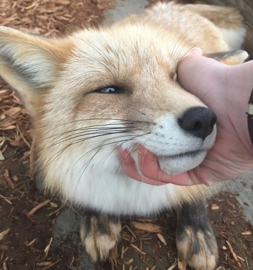 everythingfox:A handful of fox