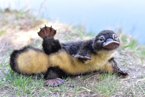 sappyassmemes:just wanted to share this baby platypus