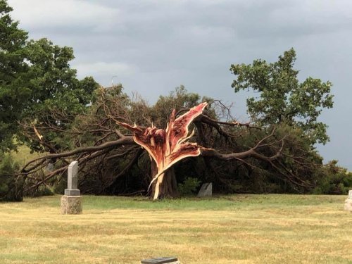 tjwock - bunjywunjy - mudwerks - (via Cedar Tree after a storm...