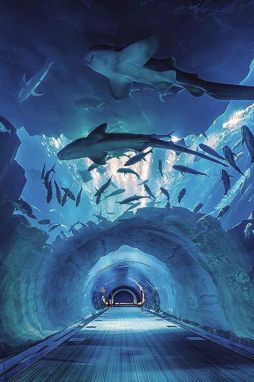 mideastnrthafricacntrlasia - Dubai Aquarium and Underwater Zoo -...