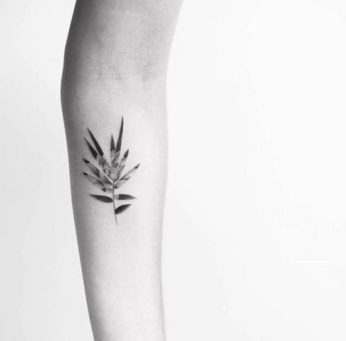 By Balazs Bercsenyi, done at Bang Bang, Manhattan.... flower;small;double exposure;balazsbercsenyi;single needle;leaf;tiny;ifttt;little;nature;experimental;inner forearm;hindu;religious;other;fern leaf;lotus flower