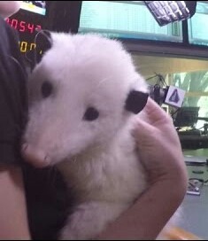 blushing-bunnies - Possum appreciation post!