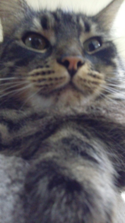 unflatteringcatselfies - This is Berry Maximus Thorp. He has...