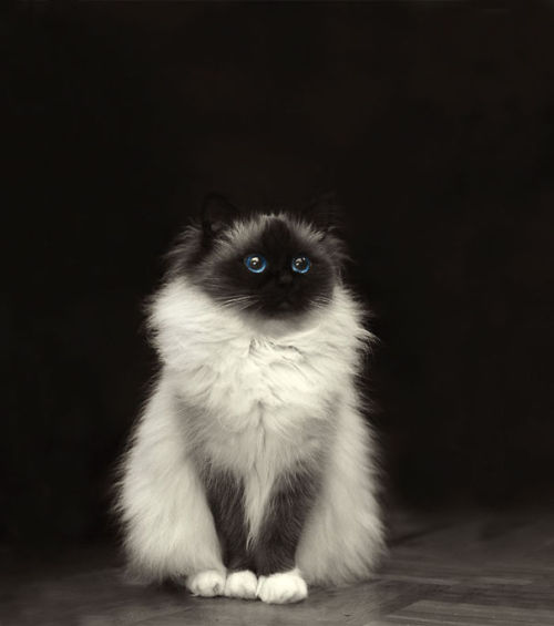 pencandy - boredpanda - 20+ Of The Fluffiest Cats In The...