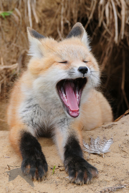 everythingfox - Fox Yawn Compilation - Heinz Buls, William...