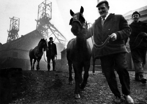 semioticapocalypse - Don McPhee. The last pit ponies at Wheldale...