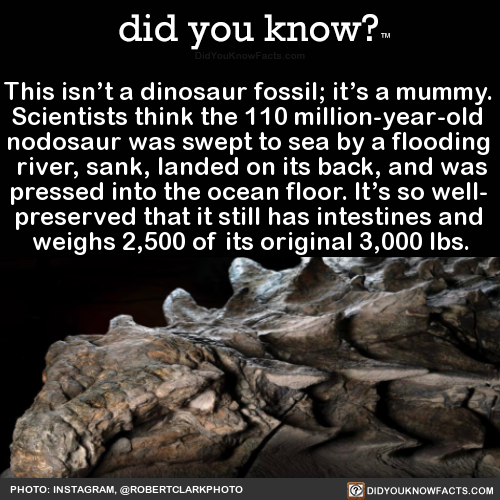 this-isnt-a-dinosaur-fossil-its-a-mummy