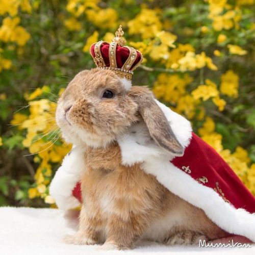 zorobunny - nexus-sages - This is PuiPui, a Holland Lop and...
