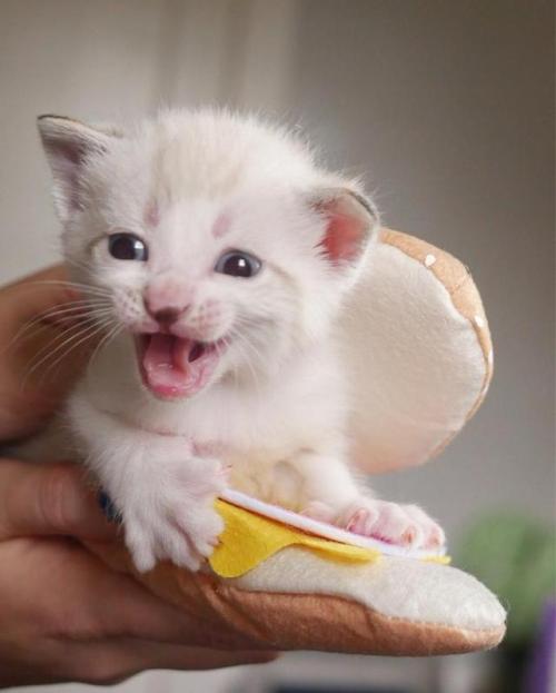 catsbeaversandducks - The best kitten and toe bean...