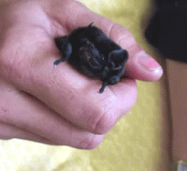 thatonewiththebluehair - whisperstims - Baby bats running...