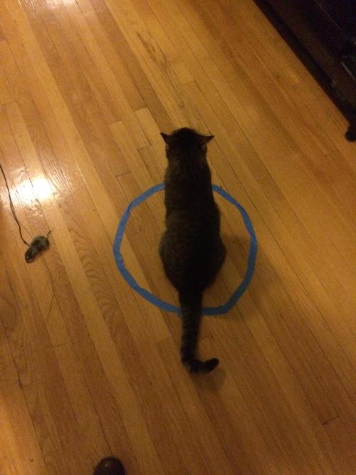 catsbeaversandducks - Cat Circles, the amazing phenomenon in...