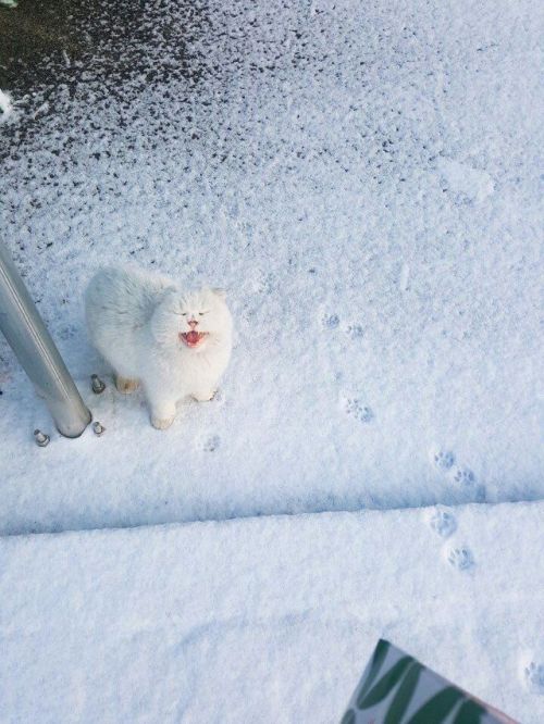 lord-kitschener - thetragiccomedian - pepoline13 - Snow kitty...