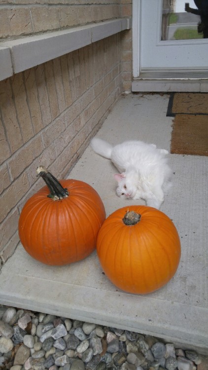 downtovegan - Pearl loves Halloween - )