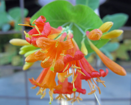 awkwardbotany - orange honeysuckle (Lonicera ciliosa)