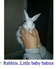 184o - Rabbits..Little baby babies