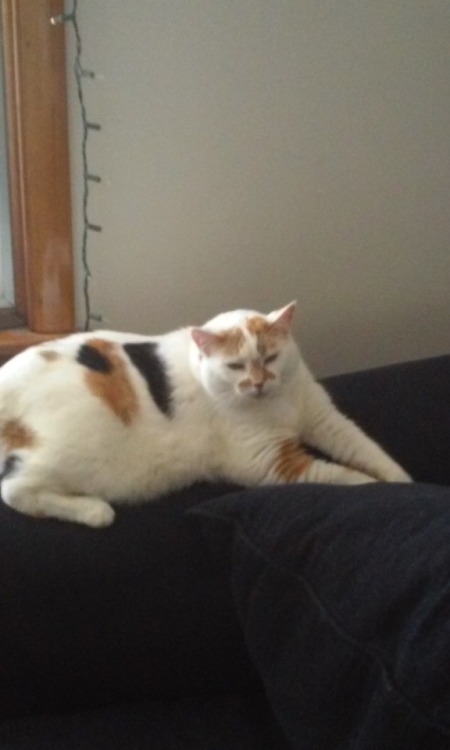 lord-kitschener - unflatteringcatselfies - this is Abigail, she...
