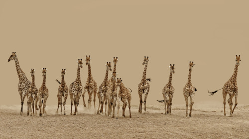 politics-war:14 giraffes flee after spotting lions in hunting...
