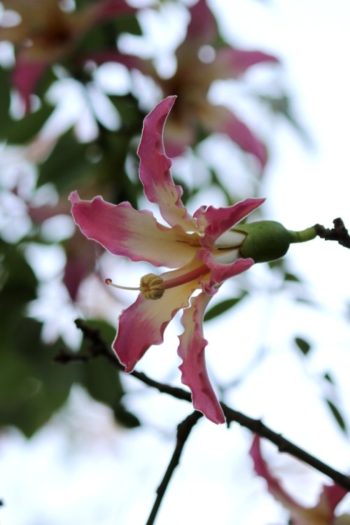boschintegral-photo - Silk Floss Tree (Ceiba Speciosa)Catania,...