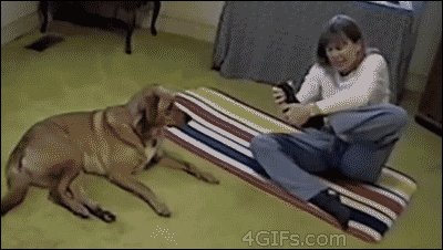 ishida:
â€œ4gifs:
â€œ Dog is better at yoga. [video]
â€ â€