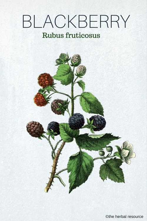 medicinal-plants-herbs:Blackberry – Health Benefits and Uses...
