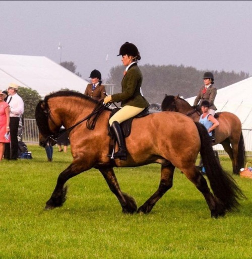 all-the-horses:Lochland Gypsy BaronWhitefield Prince Platinum...