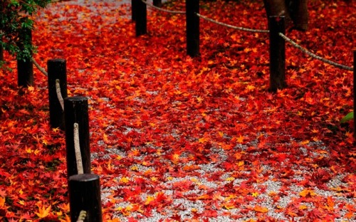 adventures-in-autumn - Autumn Colours            ↳ Red