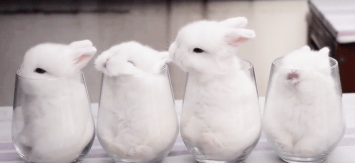 Bunnies in glasses
