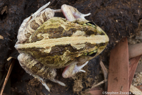frogs-are-awesome - Ornate Burrowing Frog (Platyplectrum ornatum)...