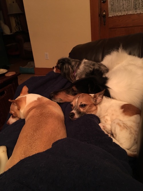 wisconsinratpack - snoots-and-wiskers - running-dog - photozoi - s...