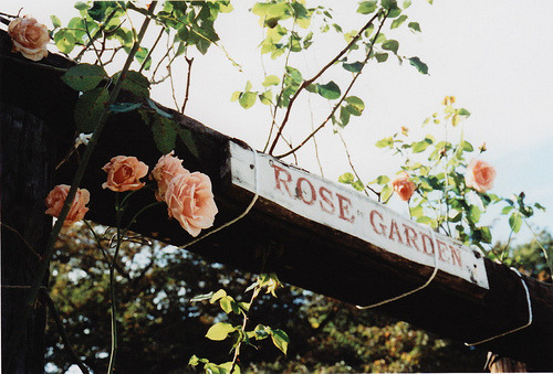 Let’s take a stroll together through a rose garden where we can...