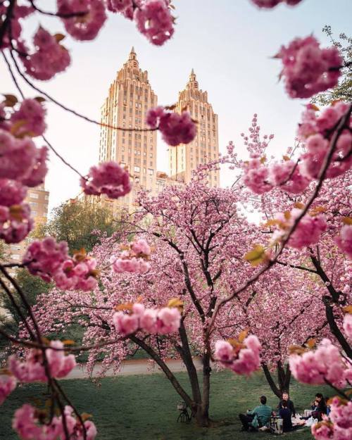 florealegiardini - Central Park, New York ~Joe Thomas