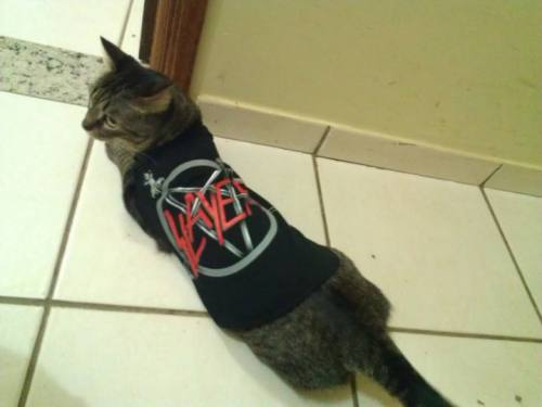 catsbeaversandducks - This is Debbie. She loves Slayer.Photos...