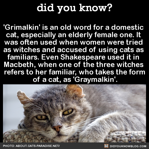 did-you-kno-grimalkin-is-an-old-word-for-a