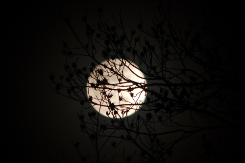 leperwitchphotos - Last night’s snow moon obscured by little tree...