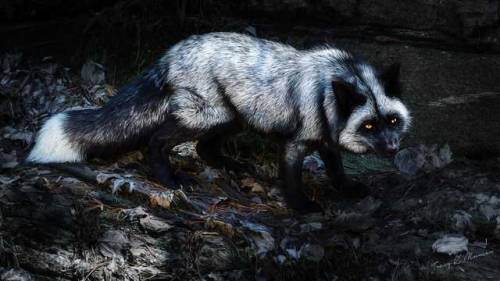 everythingfox - Silver Fox, emphasis on silver. This is...