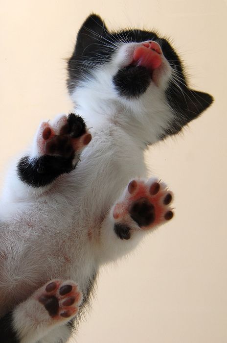 kittehkats - Oh Noes, Kitty Toes!Anybody want Jelly Beans? 