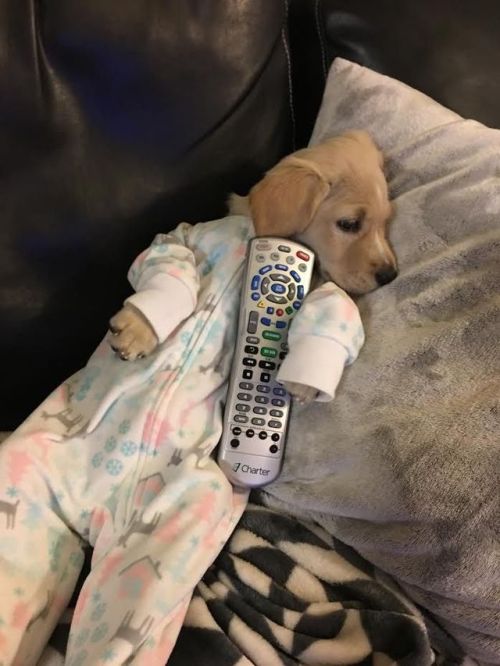 babyanimalgifs - “what’re you plans for tonight?”me - 