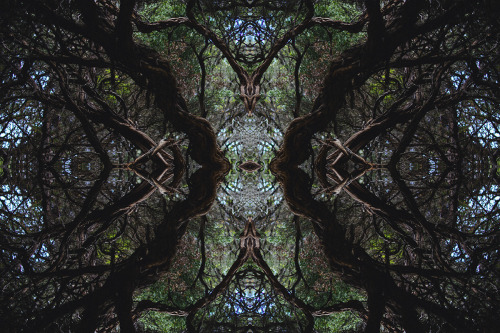 hullocolin - Kaleidoscopic tea-trees