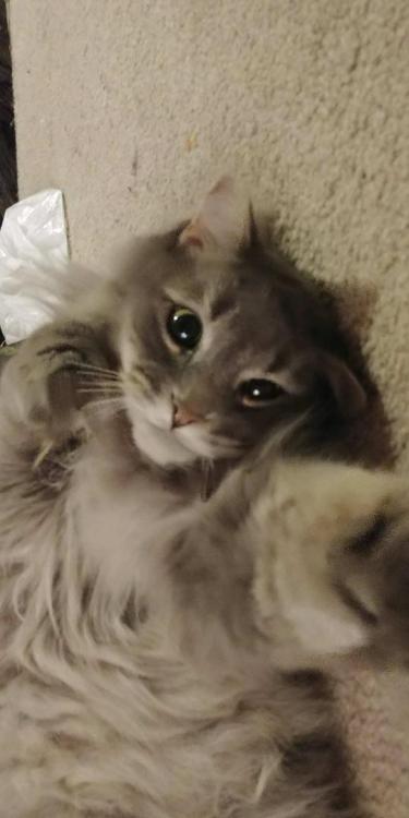 unflatteringcatselfies - Stevie taking a selfie for the...