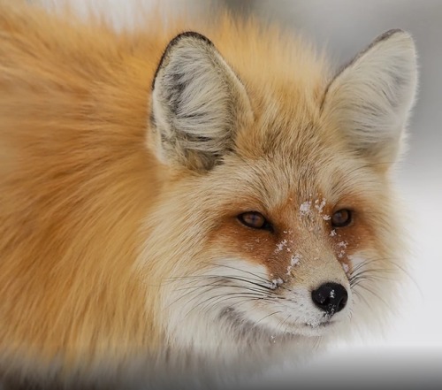 beautiful-wildlife - Photo Series | ~ Red Fox / Cross Fox...