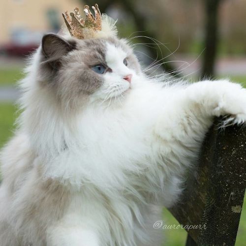 thatsthat24 - npr - culturenlifestyle - The Most Regal, Friendly...