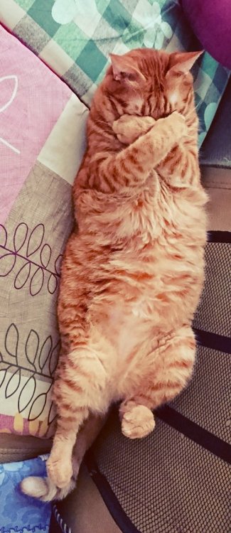 highlandvalley - うちの猫の寝姿マジスーパーヒーローなので友人が加工してくれました。https - //twitter...