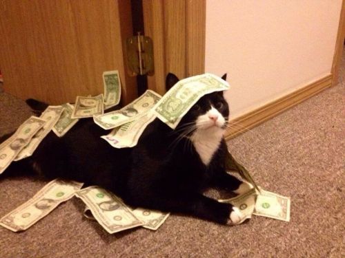 iwouldliketobutteryourmuffins:Reblog money cat for good...