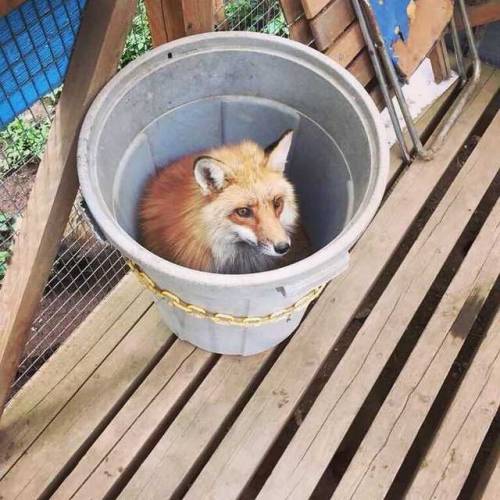 everythingfox - Someone should empty out that bucket of fox