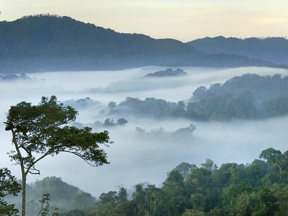 Image result for highland mist rwanda