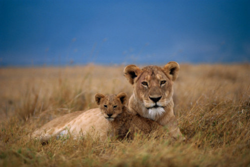 earth-land - African Lion, Serengeti National Park - Tanzania by...