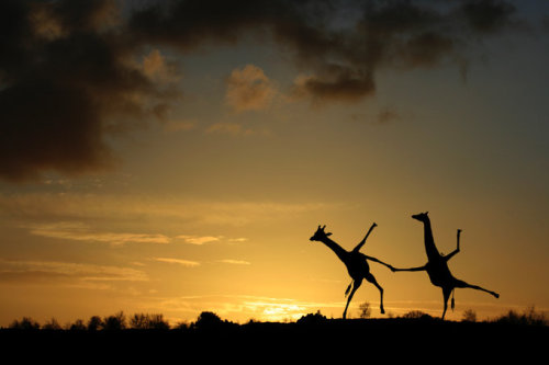 funnywildlife - funnywildlife - Happy Dancing Giraffes at...